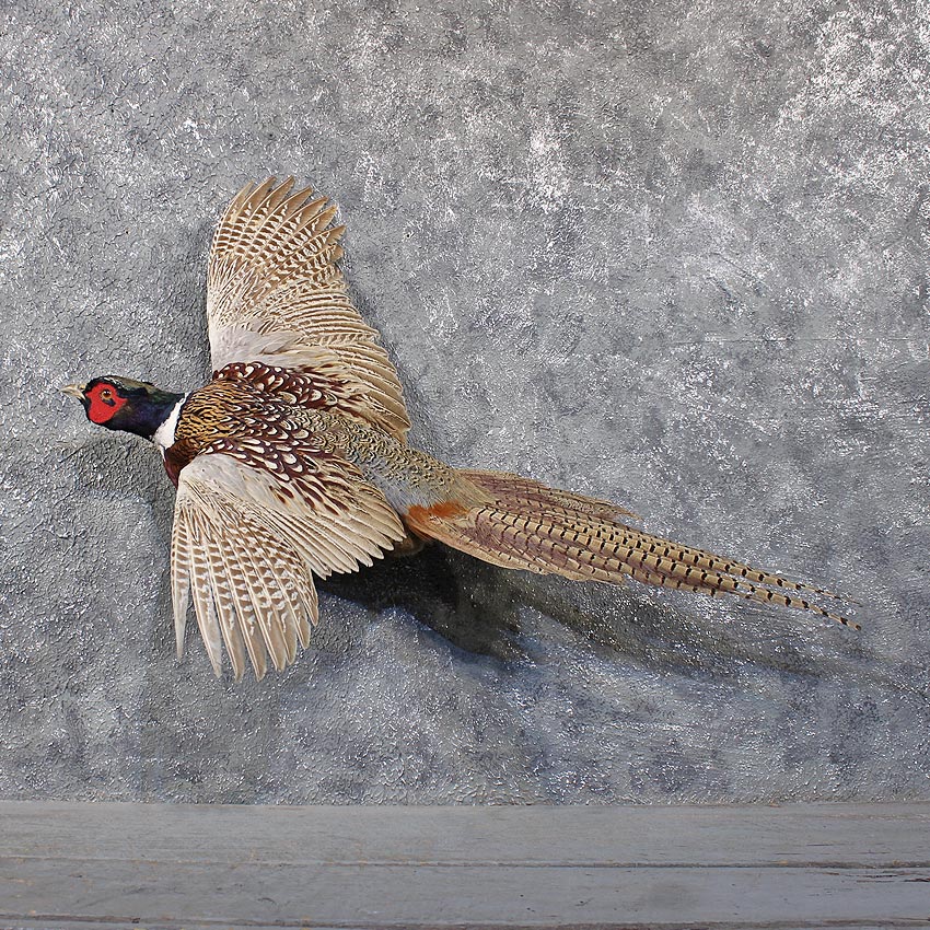 11848 N Ringneck Pheasant Flying Taxidermy Bird Mount Partridge Grouse