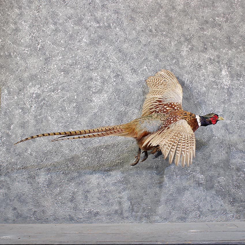 11850 F Ringneck Pheasant Flying Taxidermy Bird Mount Quail Grouse