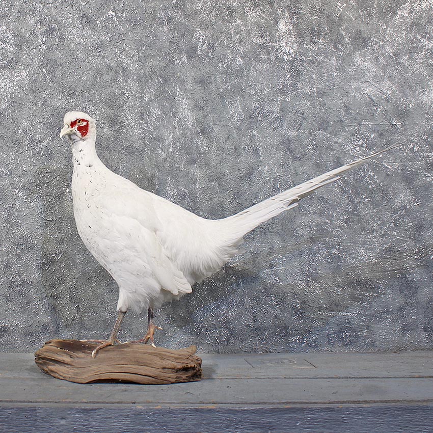 11859 E White Standing Pheasant Taxidermy Bird Mount Green Albino Ringneck